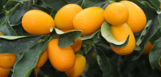 “C” Vitamini Deposu “Altın Portakal” Kamkat (Kumkuat)