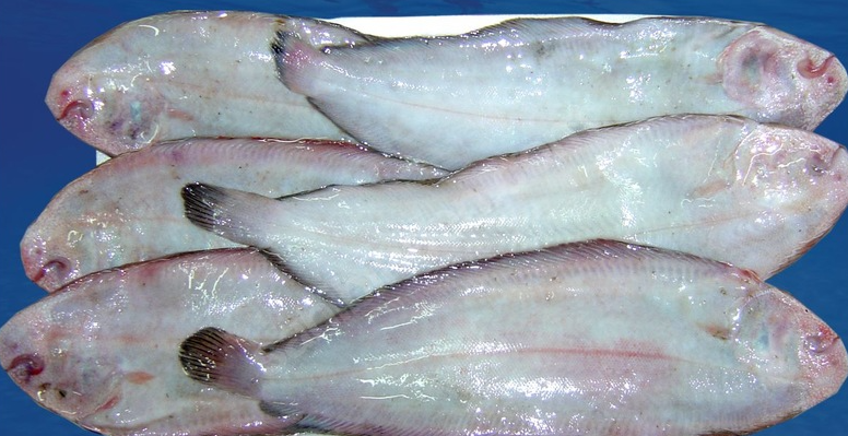 Güveçte Dil Balığı